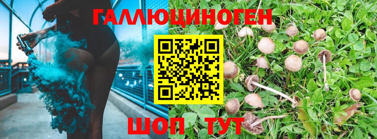 Псилоцибиновые грибы Psilocybe  как найти   Спасск-Дальний  Вход с VPN 